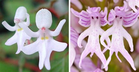 funny images of flowers|weirdest flowers in the world.